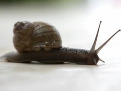 Snail Stock Footage