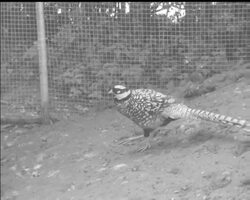 WINDSOR SAFARI News Clip