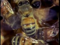 CU honey bee fanning honey comb with wings, air conditioning Stock Footage