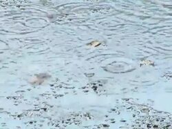 HD: Puddle in the rain Stock Footage