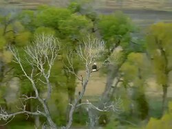 Low altitude aerial of a Bald Eagle landing in a tree on the Gallatin River in autumn near Bozeman, MT Stock Footage