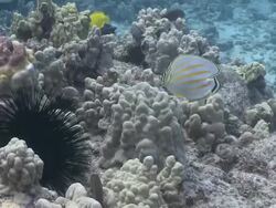 MS TS Butterfly fish / Hawaii, United States Stock Footage