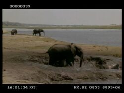 MWA 2 young African Elephants (Loxodonta africana) having mud bath, pan right to adult doing the same, Botswana Stock Footage