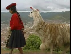 Inca woman in traditional clothes with a Llama (Lama glama), above Cusco, Peru Stock Footage