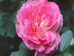 T/L flower - CU bud opening to pink Rose then withers and petals fall off, natural background Stock Footage