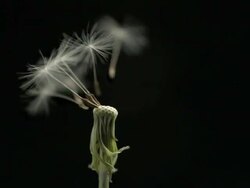 Dandelion clock seeds dispersing against black, close up last few seeds Stock Footage