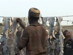 CLEAN: Nigeria's booming trade in endangered species  News Clip