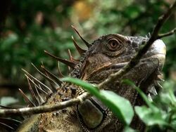 Iguana Close Up Stock Footage