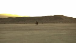 (Slow Motion) Horse Running Through the Desert Stock Footage