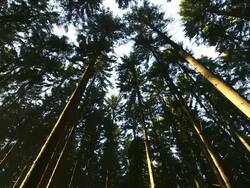 WS LA View of sunbeams and tree bark in forest / Serrig, Rhineland Palatinate, Germany Stock Footage