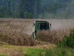 Cornfield Gone Dry Stock Footage