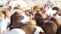Feeding rabbits on animal farm, Cute rabbit herd while eating in farm Stock Footage