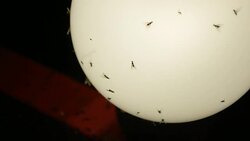 gnats flying on the light of a night lantern Stock Footage