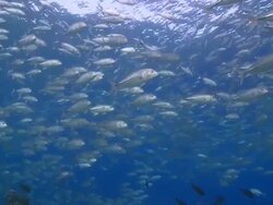 School of Bigeye Trevallies (Caranx sexfasciatus) in shallows, swimming around, CU, Vaavu Atoll, The Maldives Stock Footage