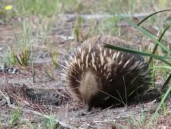 MS Short Beaked Echidna, Tachyglossus aculeatus probing ground with its nose for ants and other food / Orford, Tasmania,  Australia Stock Footage