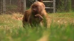 Bush baby and yellow baboon form unlikely bond at animal orphanage Instructional Video