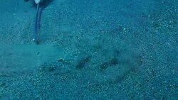 Left eye Flounder Flatfish Stock Footage