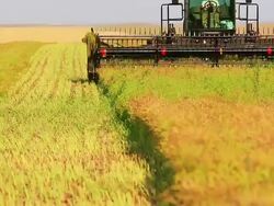Farmer harvesting Canola field Stock Footage