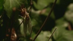 DCI4K, Newlyâ€emerged Cicada.(Real time : 15 of 15) Stock Footage