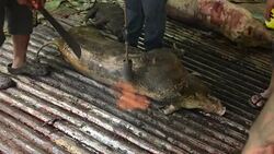 Pohnpei Micronesia men using knives to cut pig meat for celebration party on the island Stock Footage