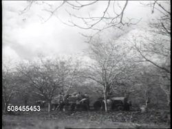 Useless Trees Harvested And Tung Oil News Clip