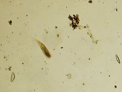 Micro organism: Euglena Stock Footage