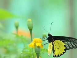 Yellow butterflies eat flower pollen Stock Footage