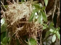 MCU Bird leaving nest, South America Stock Footage