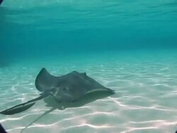 CU, Cayman Islands, Grand Cayman, Stingray City, Stingray swimming at sea floor Stock Footage