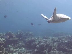 Green Turtle Swimming Stock Footage