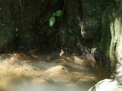 Spider on spiderweb. Stock Footage