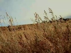 Sage Blows in wind. Stock Footage