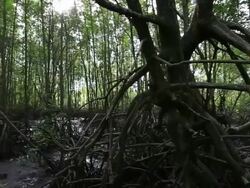 Mangrove forest Stock Footage