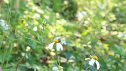 Bee and flower at the garden Stock Footage
