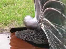 Peacock Booty Shake Stock Footage