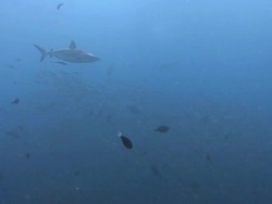 Shark Hunting Stock Footage