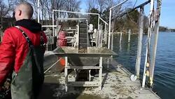 CLEAN : Maryland oyster farms are key small business for US east coast News Clip