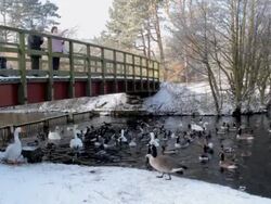 FEEDING GEESE SWANS AND DUCKS Stock Footage
