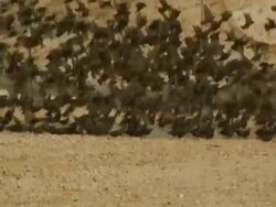 Flock of starlings; with audio Stock Footage