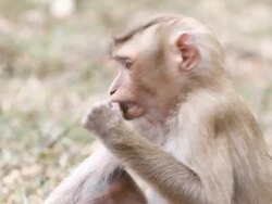 Monkey Stock Footage