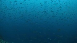 Big school of herring swimming in Raja Ampat, Indonesia Stock Footage