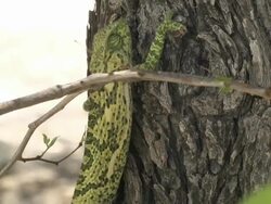 Chameleon Stock Footage