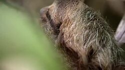 CU Sloth on a tree Stock Footage