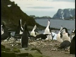 MS Chinstrap Penguins, Pygoscelis antarcticus, calling and flapping wings, Antarctica Stock Footage