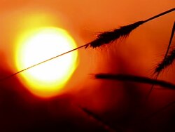 Grass Flower At Sunset Stock Footage
