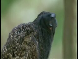 CU Golden-Handed tamarin looks around nervously before moving off, South America Stock Footage