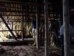 Maryland Tobacco Farm Begins Harvest Stock Footage