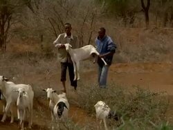 Two men carry a goat Stock Footage