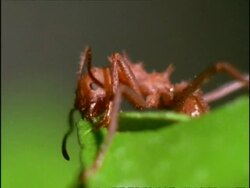 BCU Leaf Cutter Ant (Atta) cutting through leaf, Costa Rica Stock Footage