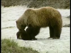 MS Grizzly bear cub playing with mother, Arctic circle Stock Footage